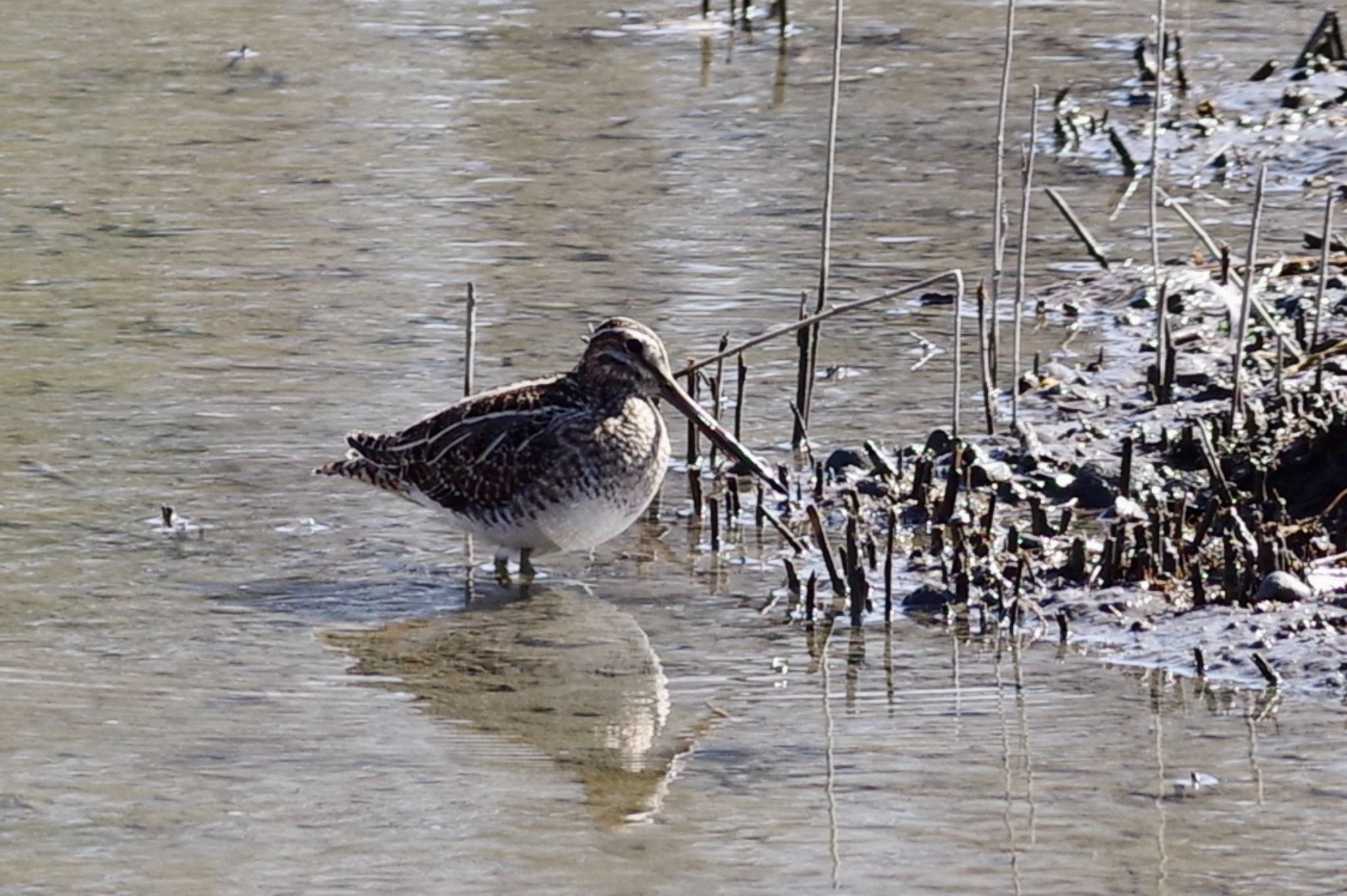 Common Snipe