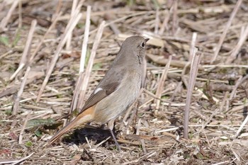 Daurian Redstart Kasai Rinkai Park Sat, 2/20/2021