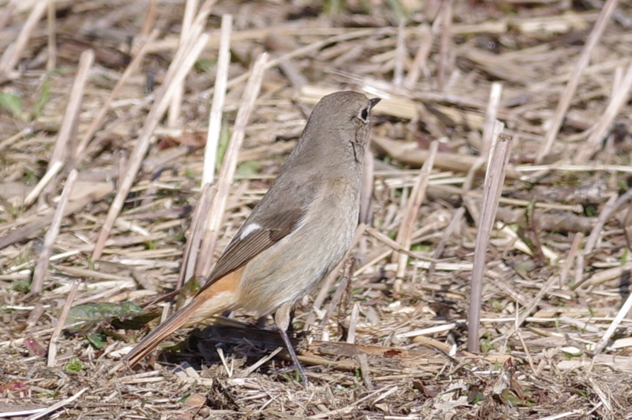 Photo of Daurian Redstart at Kasai Rinkai Park by TOMOTOMO