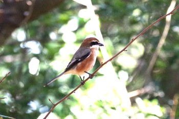 Bull-headed Shrike Kasai Rinkai Park Sat, 2/20/2021