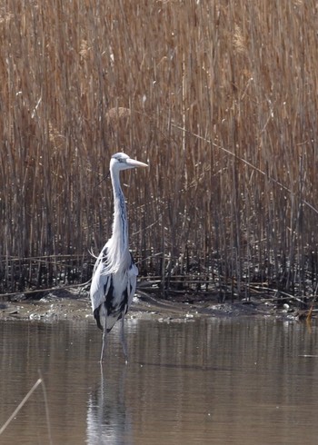 Grey Heron Kasai Rinkai Park Sat, 2/20/2021