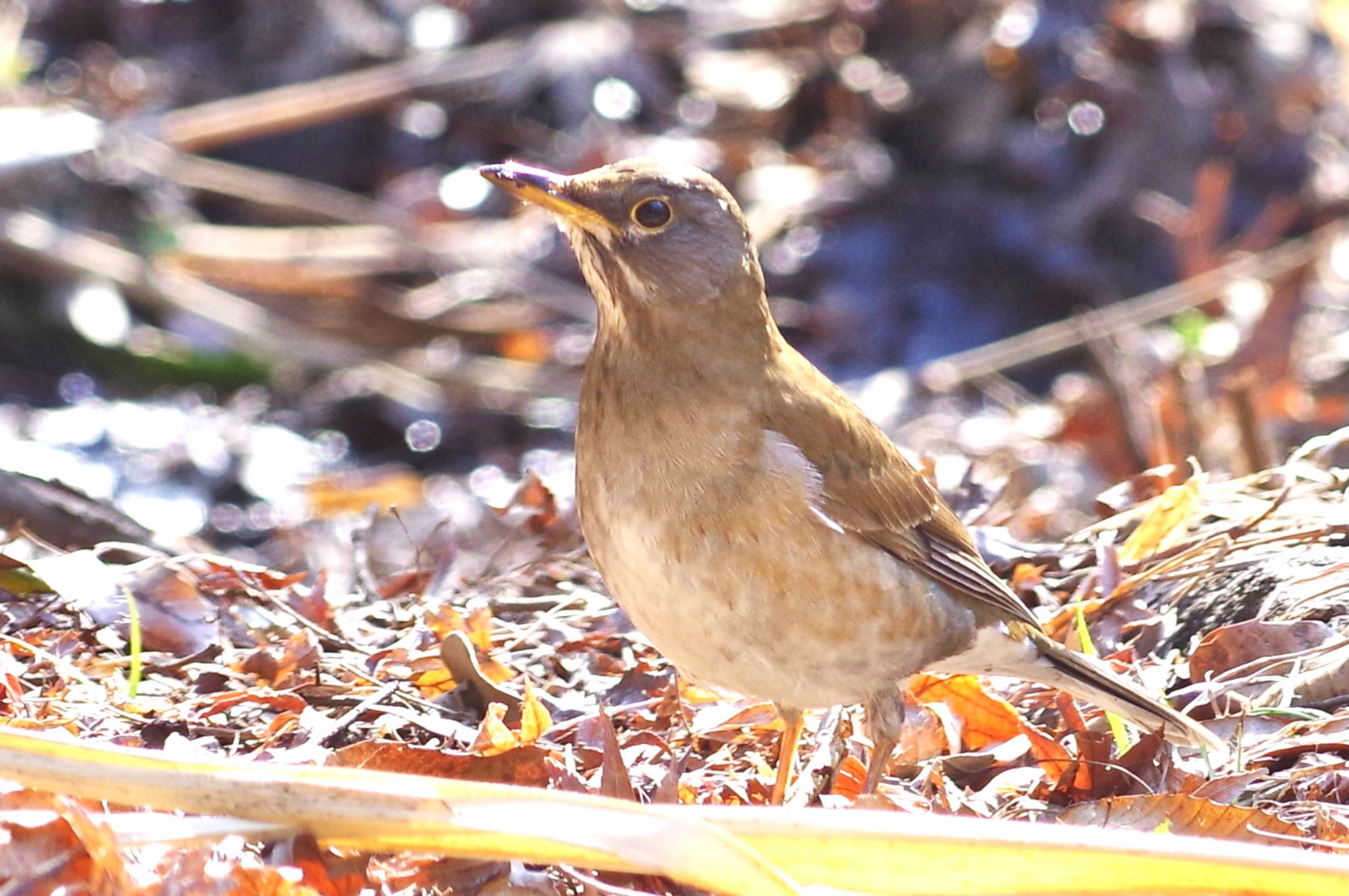 Pale Thrush