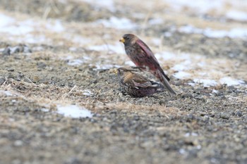 Sat, 1/7/2017 Birding report at 能取岬(網走市)