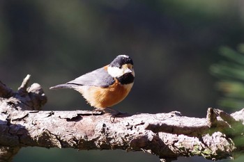 Varied Tit Kasai Rinkai Park Sat, 2/20/2021