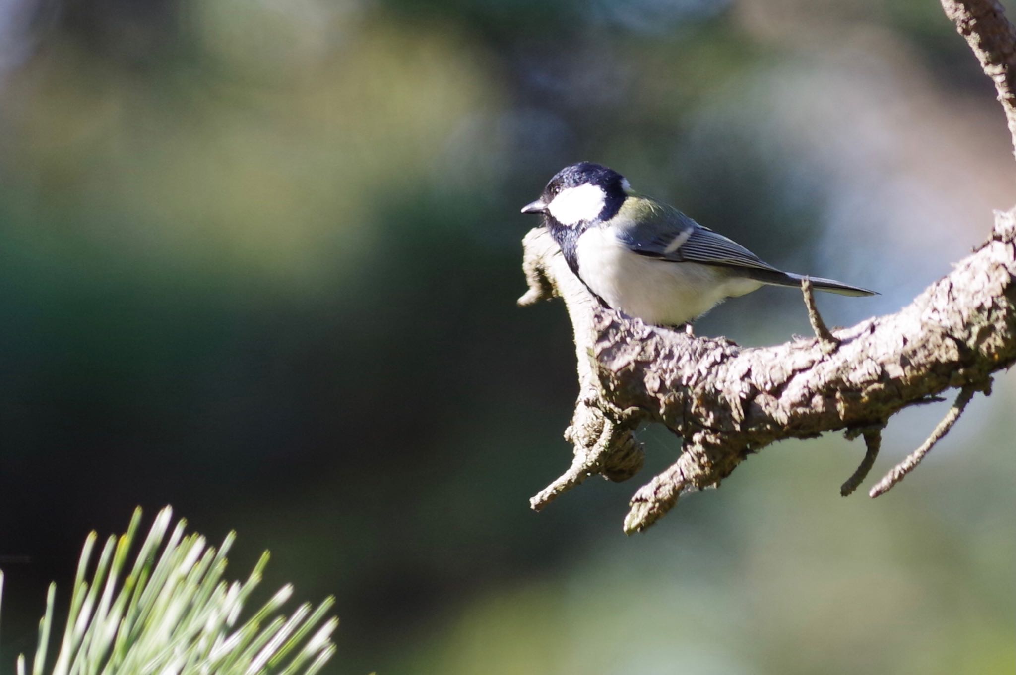 Japanese Tit