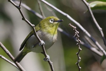 Warbling White-eye Kasai Rinkai Park Sat, 2/20/2021