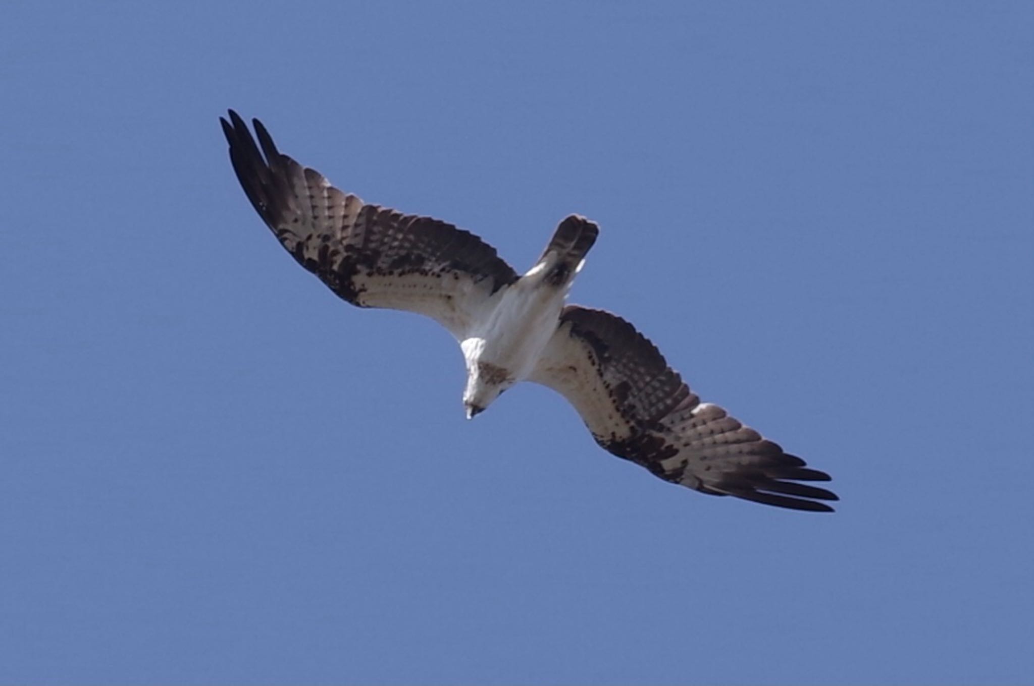 Photo of Osprey at Kasai Rinkai Park by TOMOTOMO