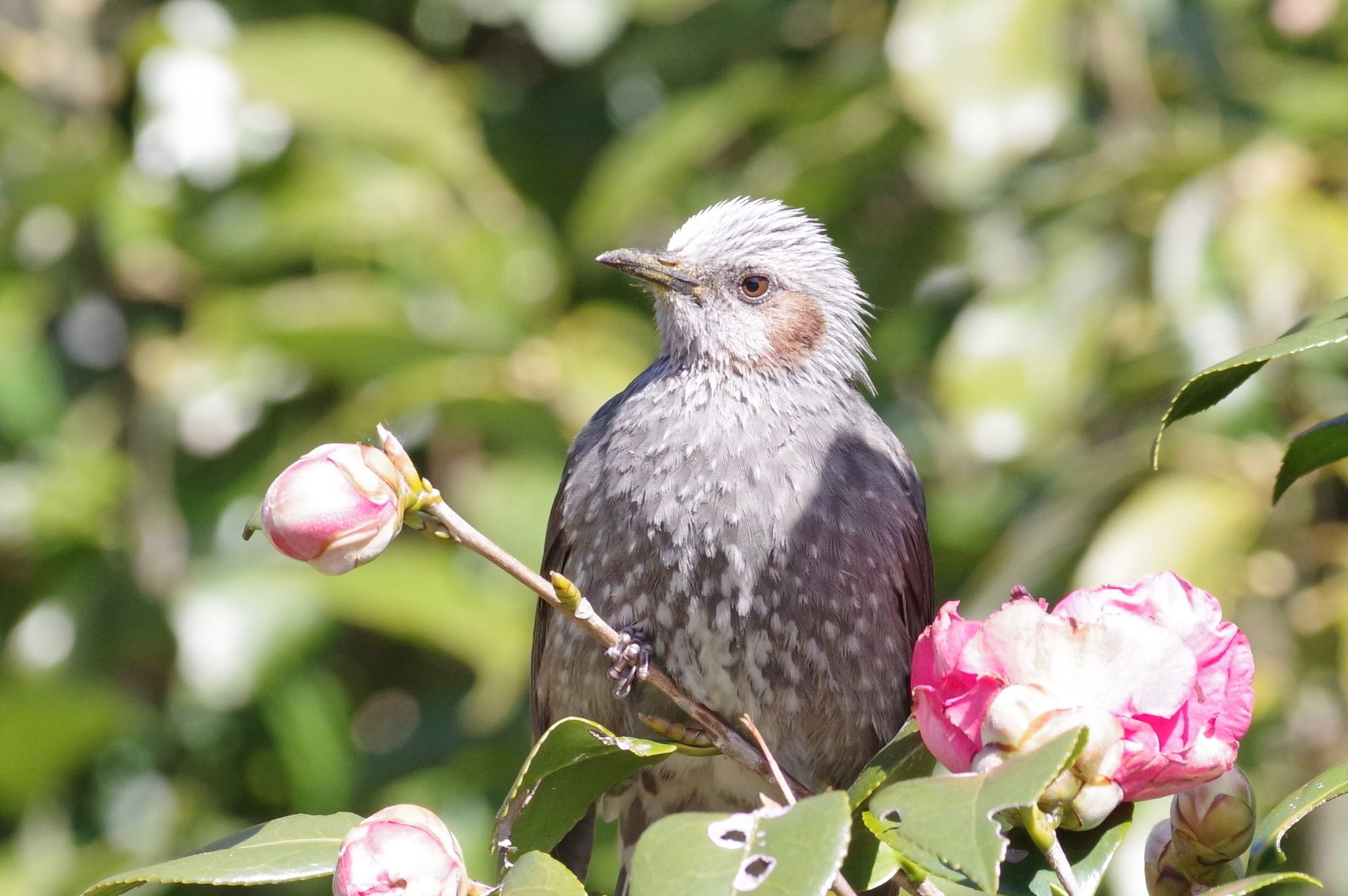 Brown-eared Bulbul