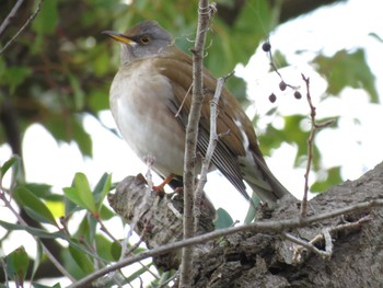 Pale Thrush 名古屋市瑞穂区陸上競技場 Thu, 1/12/2017