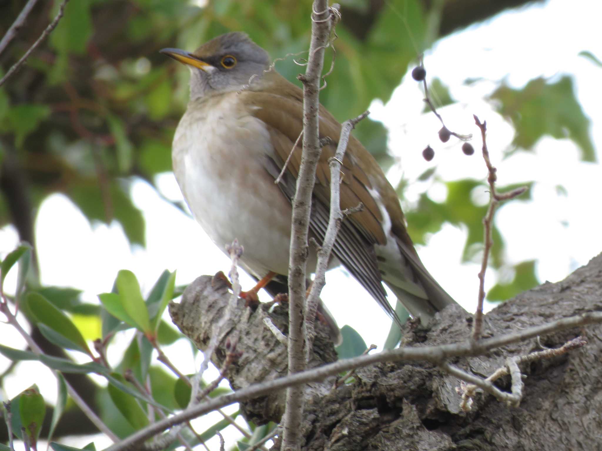 Photo of Pale Thrush at 名古屋市瑞穂区陸上競技場 by Mysteriously Unnamed