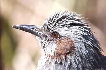 Brown-eared Bulbul Kasai Rinkai Park Sat, 2/20/2021