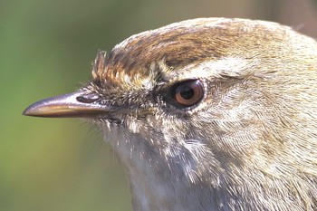 Japanese Bush Warbler Kasai Rinkai Park Sat, 2/20/2021