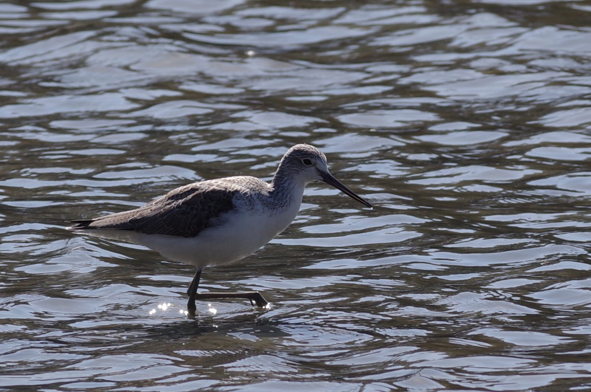 Common Greenshank