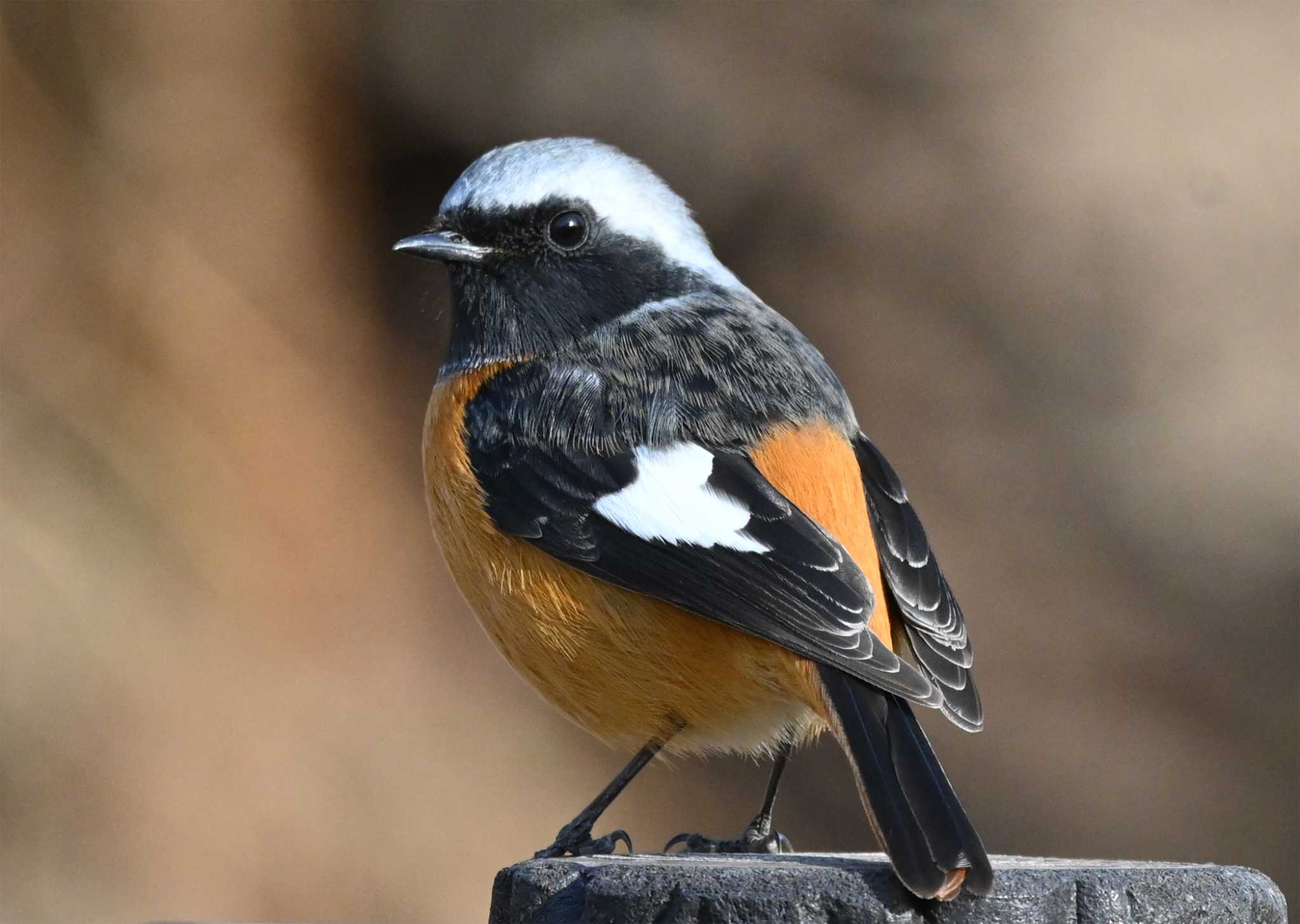 Photo of Daurian Redstart at 湯川ふるさと公園 by toritori