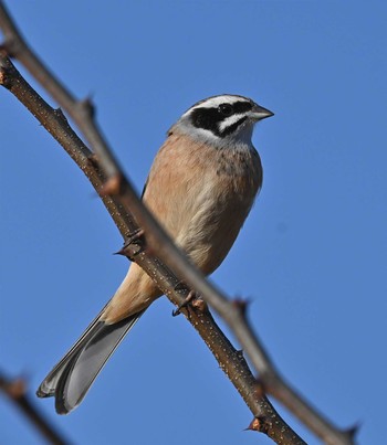 Meadow Bunting 湯川ふるさと公園 Sun, 2/21/2021