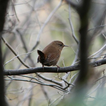 2017年1月2日(月) 磐梯熱海 ケヤキの森の野鳥観察記録