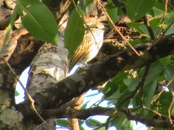 Böhm's Flycatcher