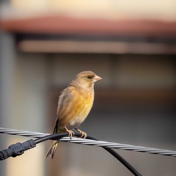 Grey-capped Greenfinch 三重県鈴鹿市 Sun, 2/21/2021