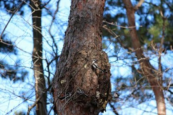 2017年1月6日(金) 待池公園の野鳥観察記録