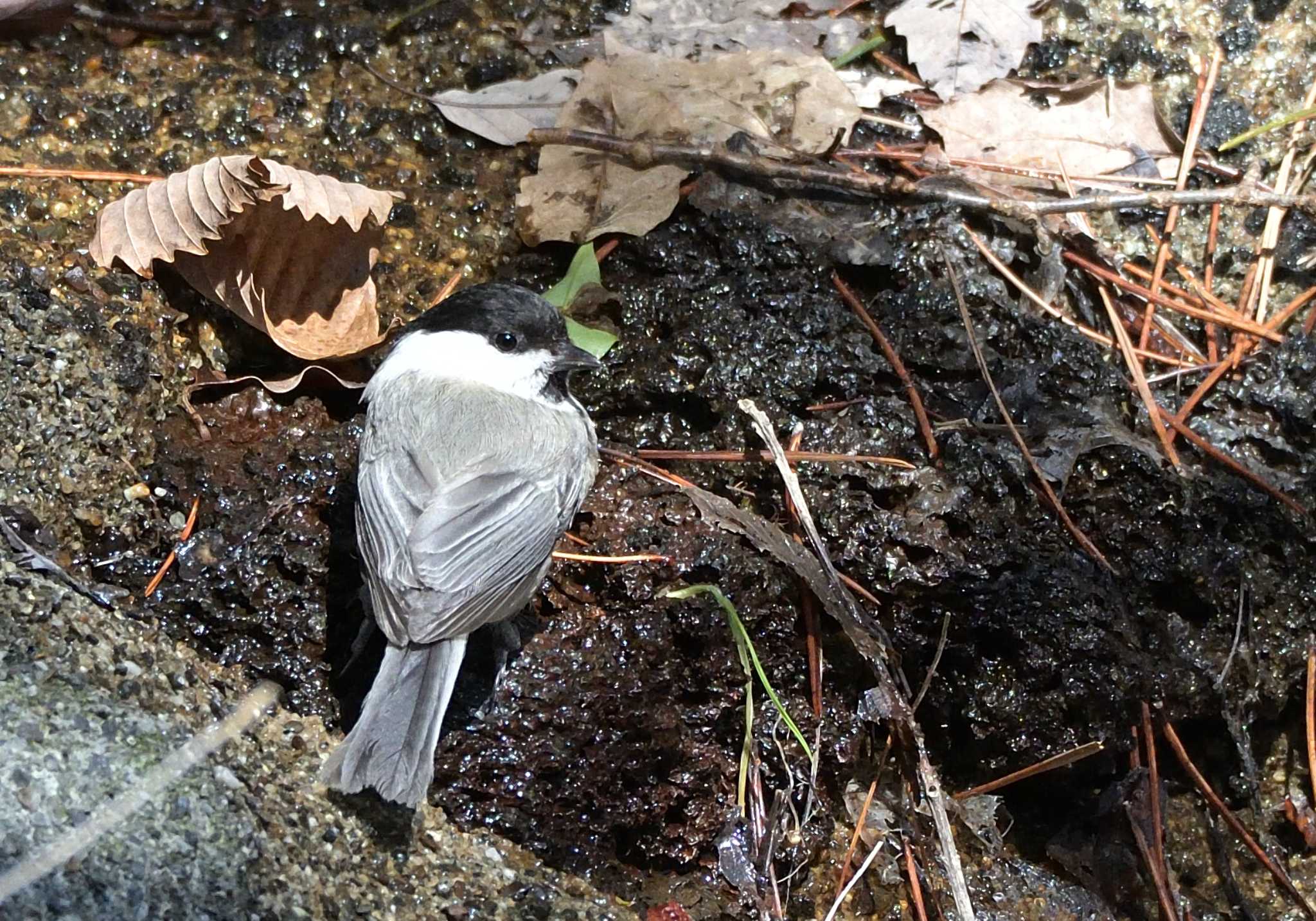 西湖野鳥の森公園 コガラの写真