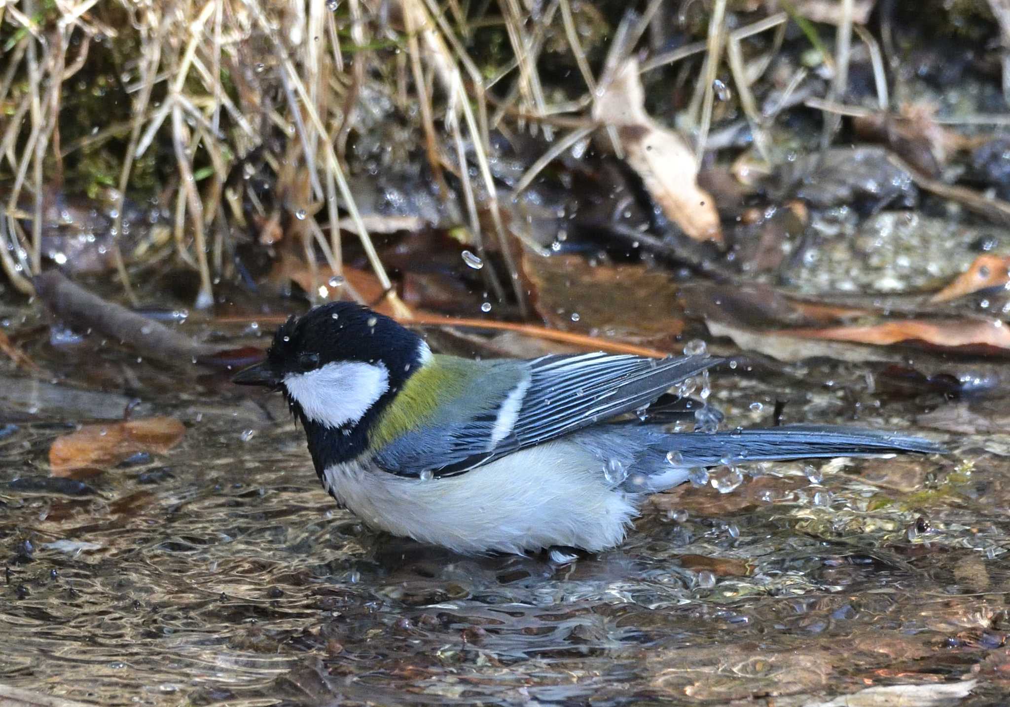 西湖野鳥の森公園 シジュウカラの写真