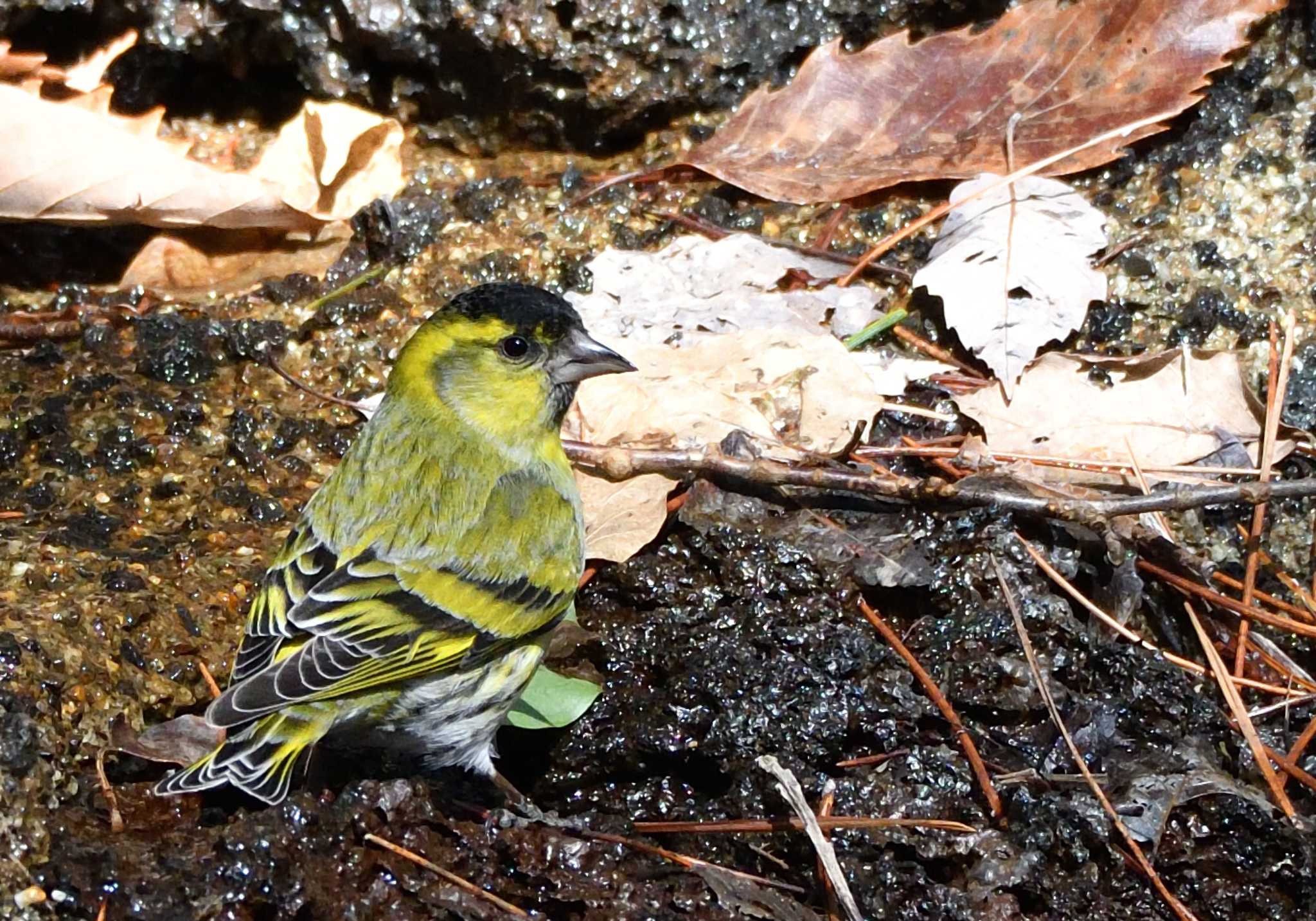 西湖野鳥の森公園 マヒワの写真 by 塩コンブ