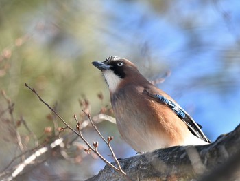 Eurasian Jay Unknown Spots Sat, 2/20/2021