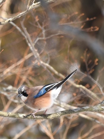 Eurasian Jay Unknown Spots Sat, 2/20/2021