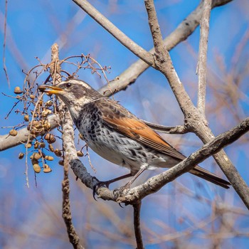 Dusky Thrush 鈴鹿青少年の森(三重県) Sun, 1/31/2021