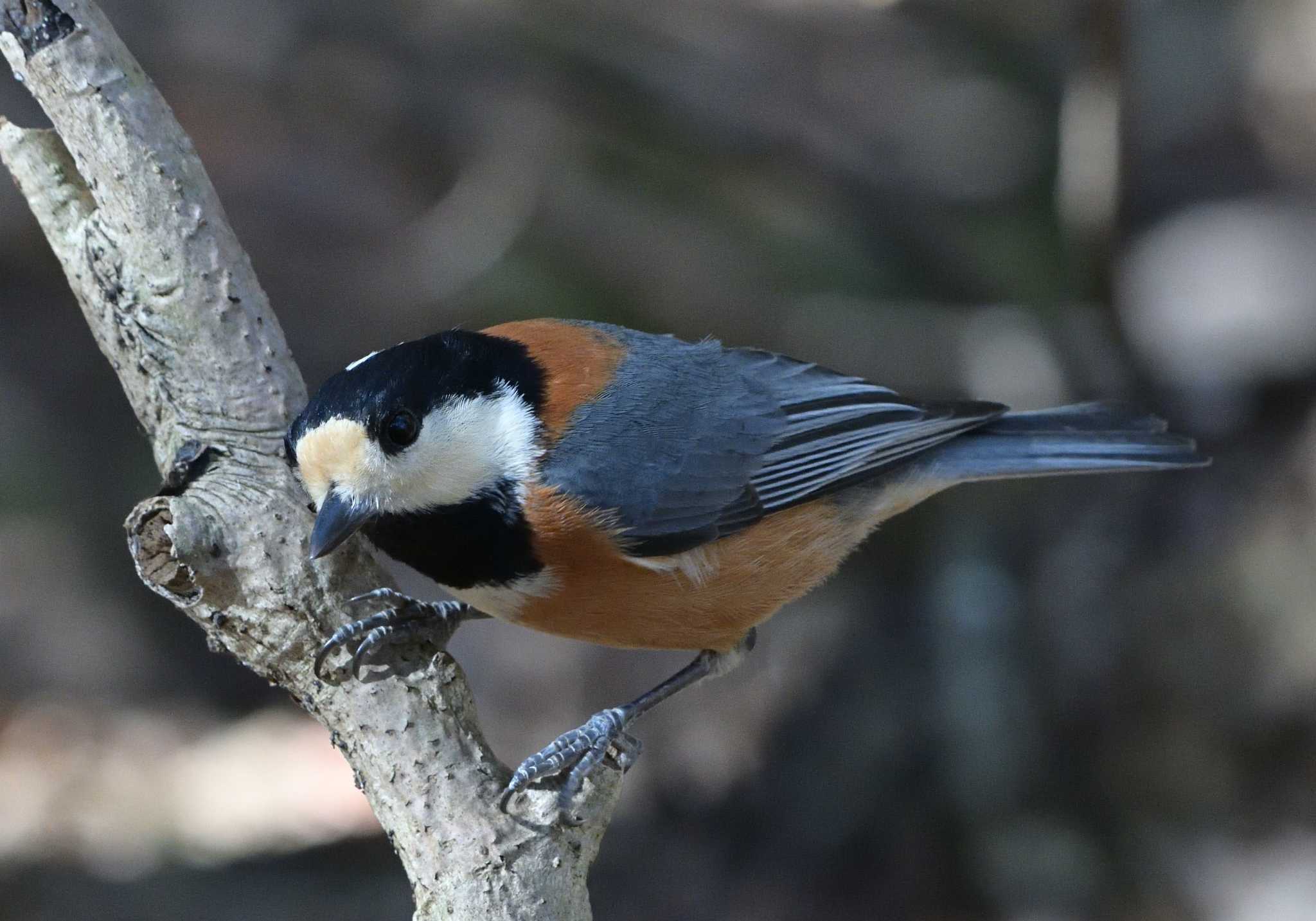 西湖野鳥の森公園 ヤマガラの写真 by 塩コンブ