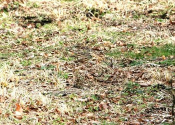 カシラダカ 逢瀬公園 2017年1月8日(日)