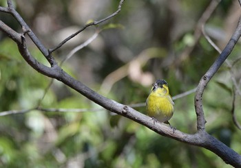 2021年2月20日(土) 西湖野鳥の森公園の野鳥観察記録