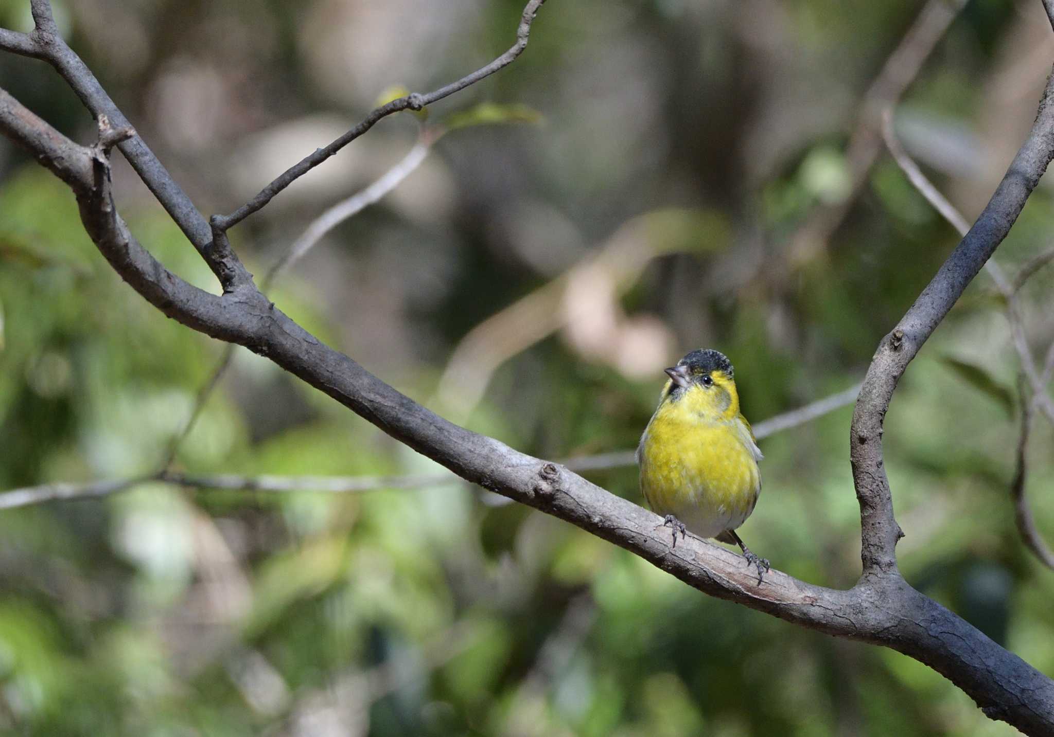 西湖野鳥の森公園 マヒワの写真