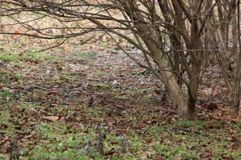 カシラダカ 逢瀬公園 2017年1月8日(日)