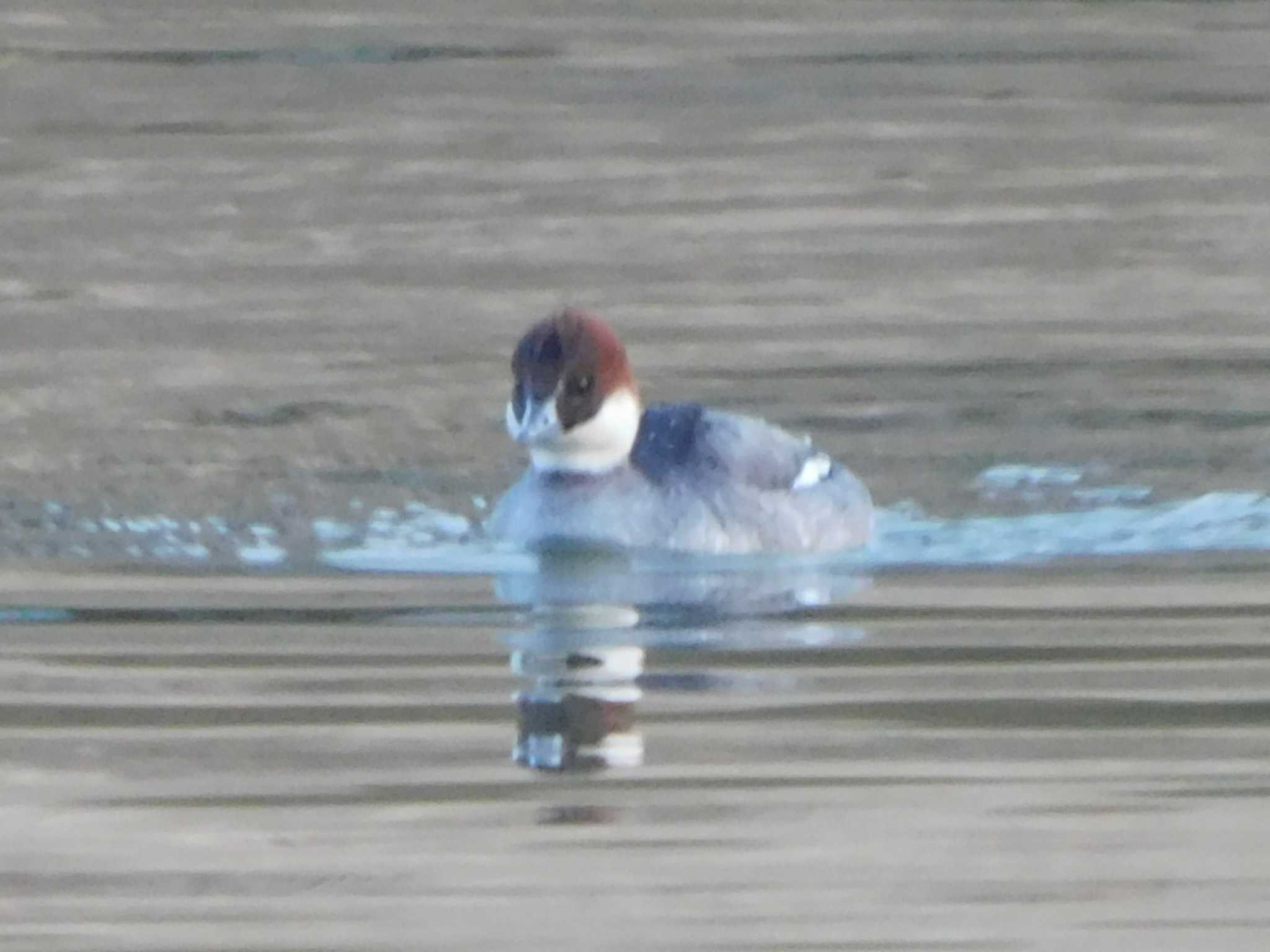 大宮第2公園 ミコアイサの写真