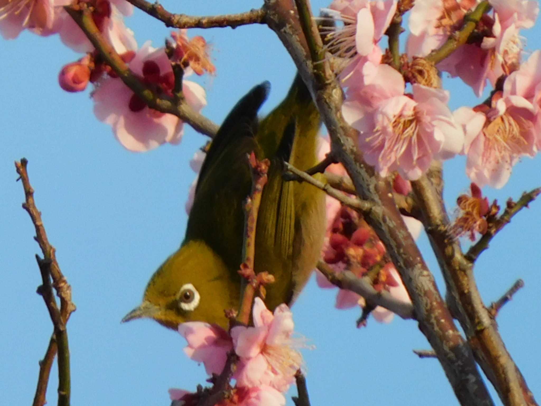 大宮第2公園 メジロの写真 by ななほしてんとうむし