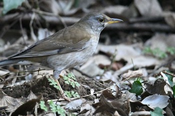2021年2月21日(日) 東高根森林公園の野鳥観察記録