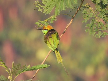 Chestnut-headed Bee-eater Kaeng Krachan National Park Mon, 2/15/2021