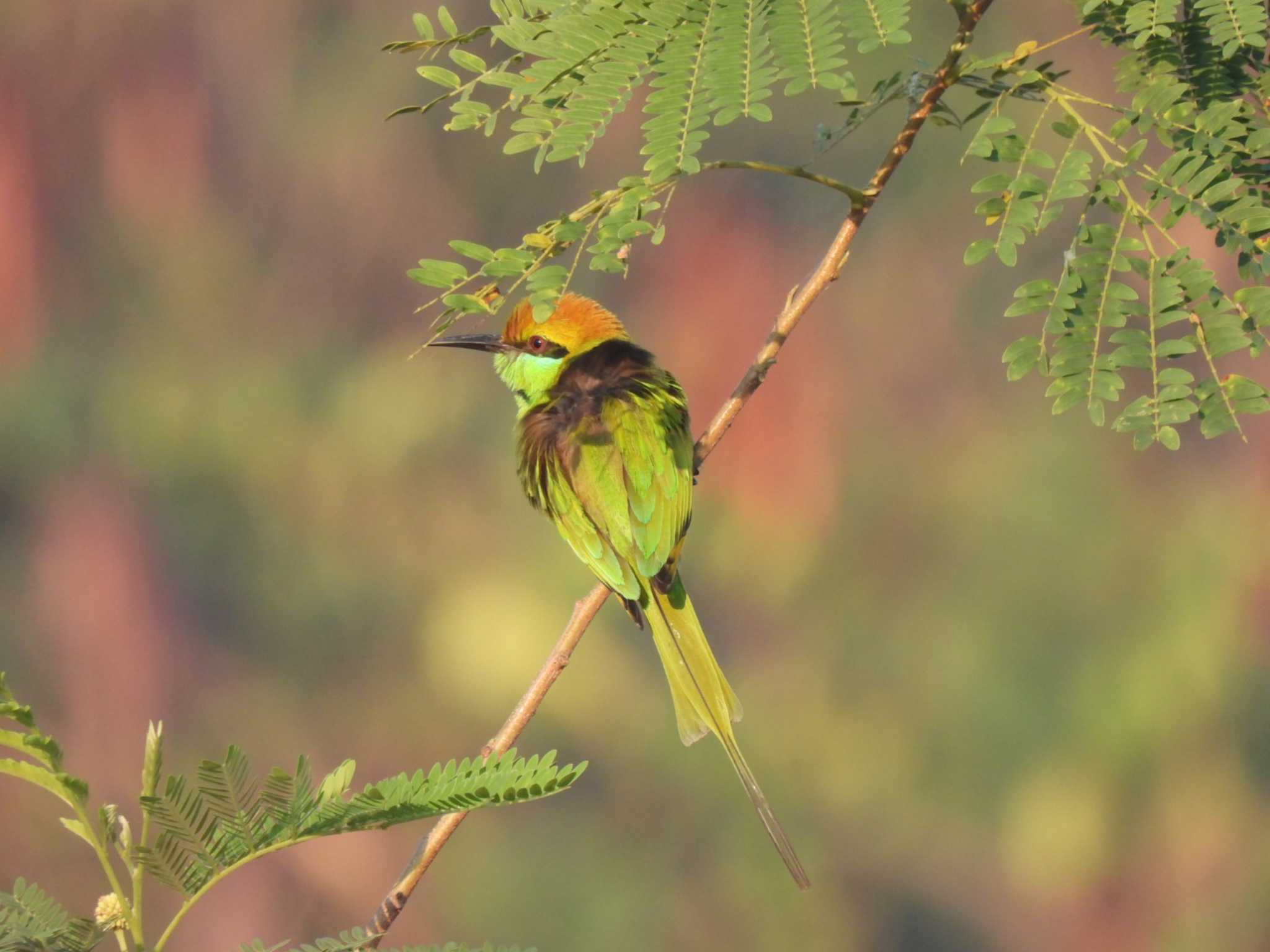 Photo of Chestnut-headed Bee-eater at Kaeng Krachan National Park by span265