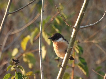 African Stonechat Kaeng Krachan National Park Mon, 2/15/2021