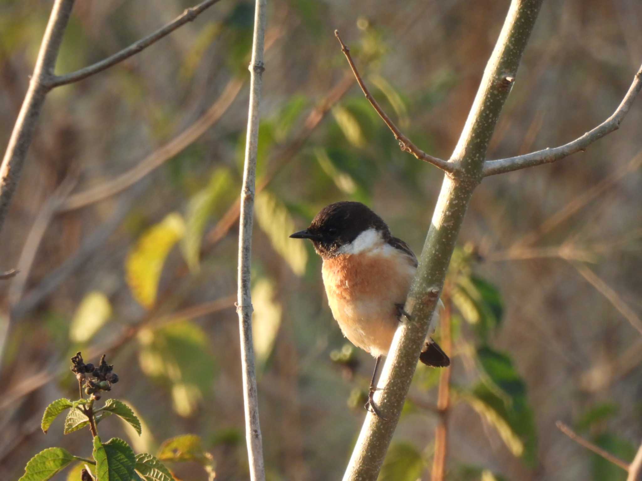 Photo of African Stonechat at Kaeng Krachan National Park by span265