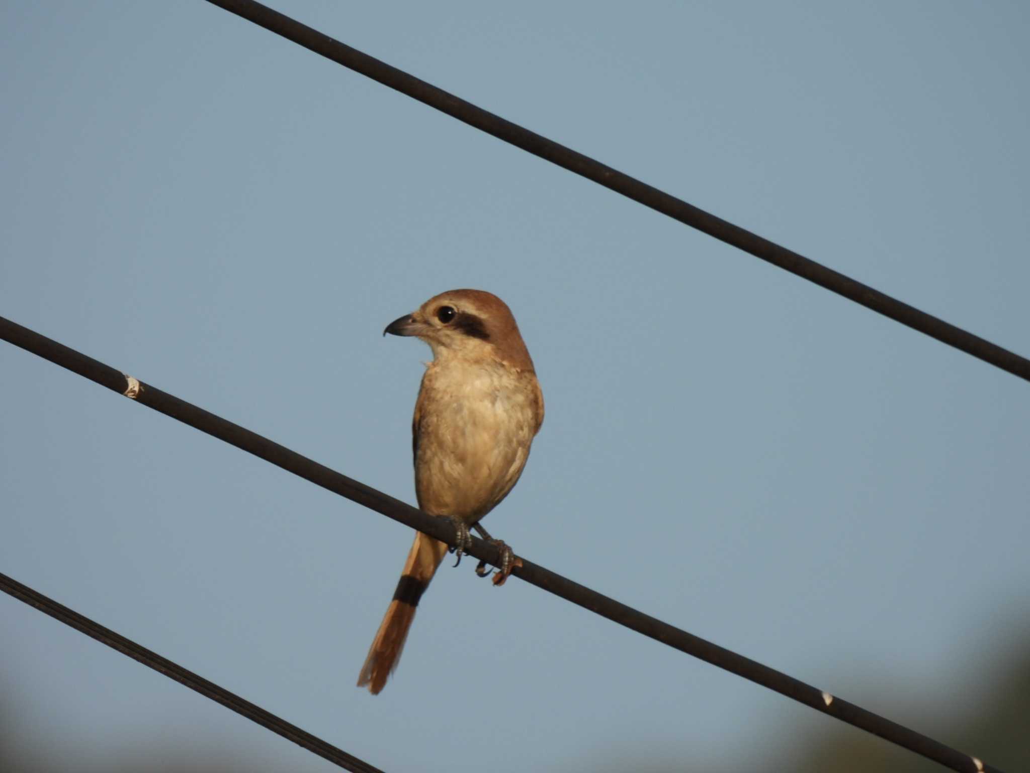 Photo of Brown Shrike at Kaeng Krachan National Park by span265