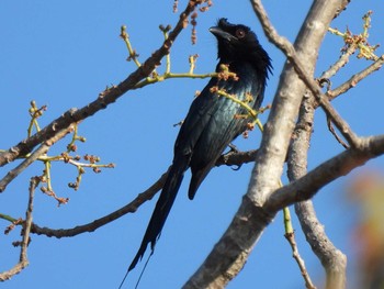 カザリオウチュウ ケーン・クラチャン国立公園 2021年2月15日(月)