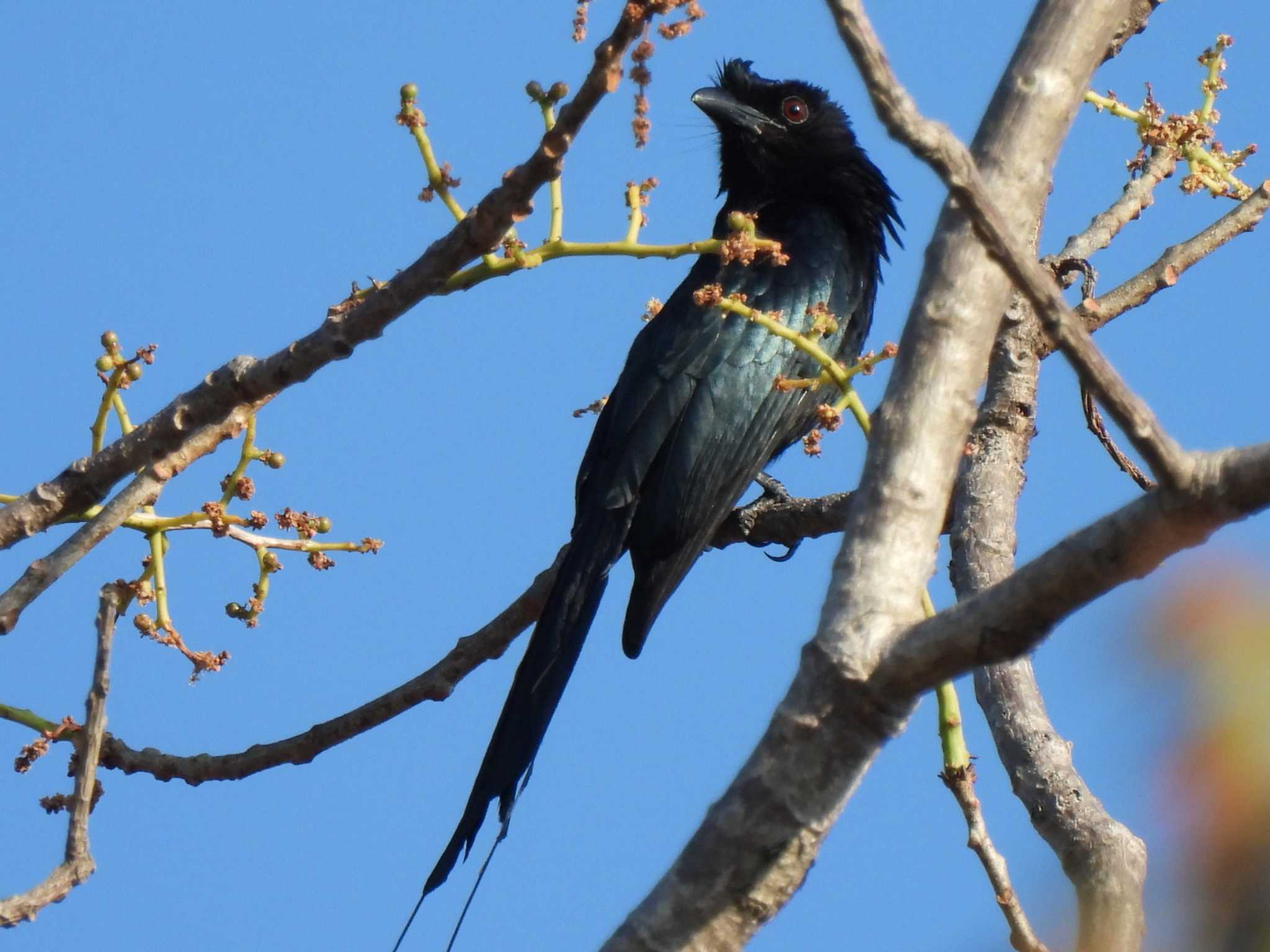 Greater Racket-tailed Drongo