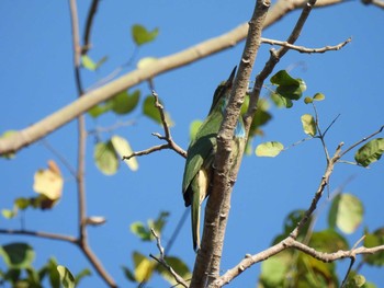 アオムネハチクイ ケーン・クラチャン国立公園 2021年2月15日(月)