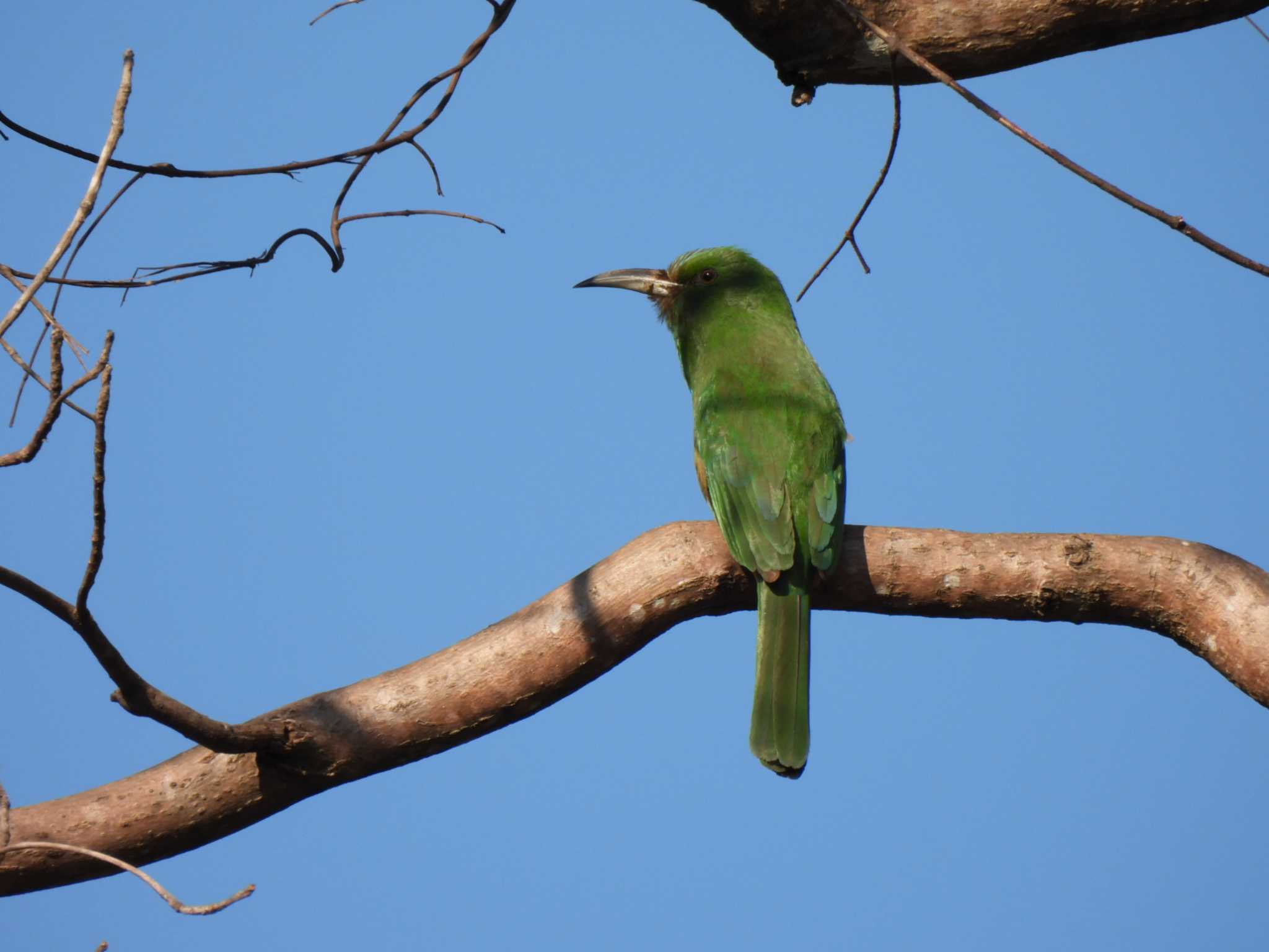 Photo of Blue-bearded Bee-eater at Kaeng Krachan National Park by span265