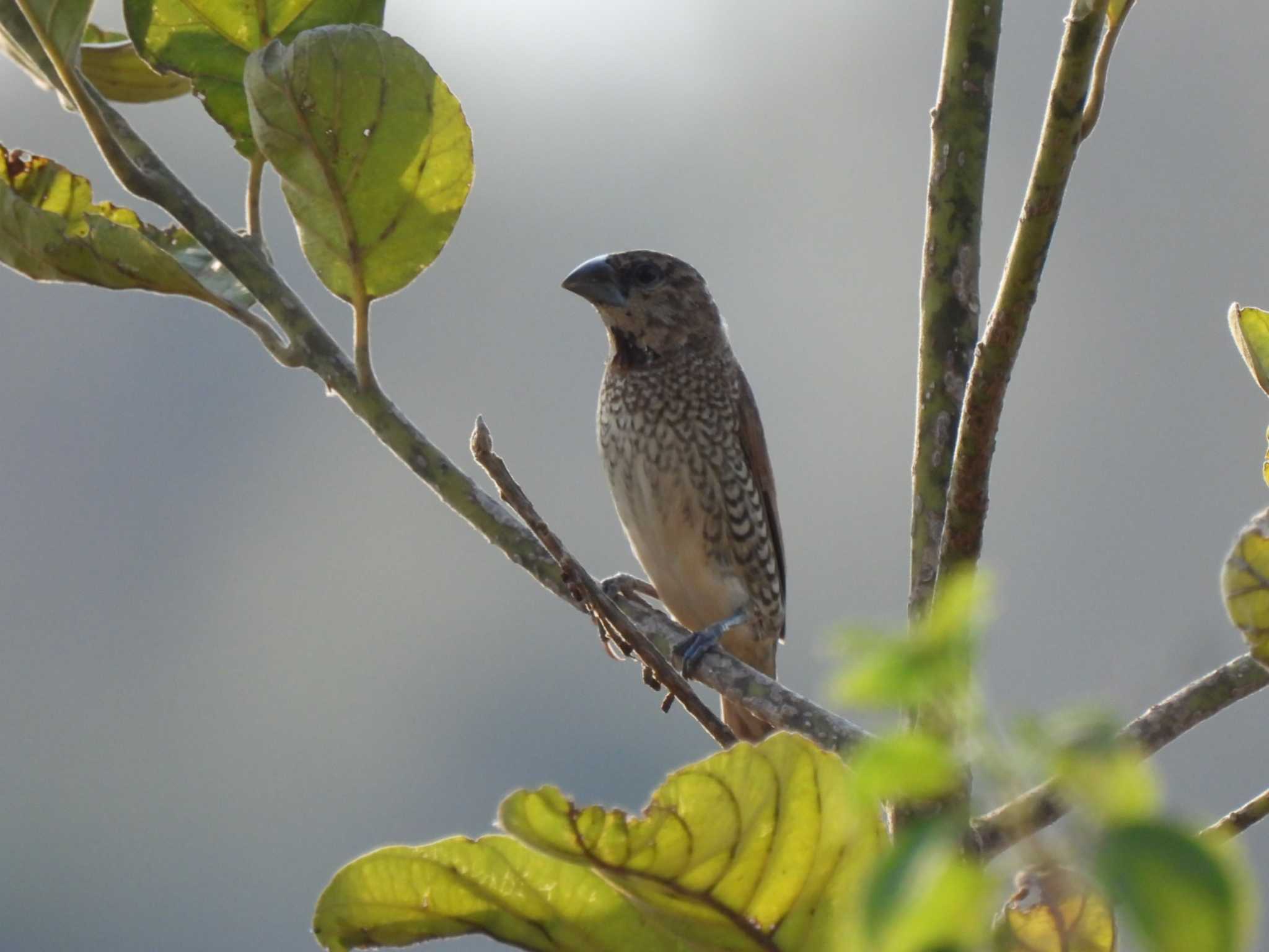 Scaly-breasted Munia