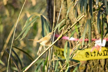 ウグイス 都立狭山公園 2021年2月21日(日)