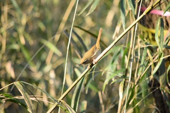 ウグイス 都立狭山公園 2021年2月21日(日)