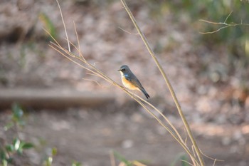 ルリビタキ 都立狭山公園 2021年2月21日(日)